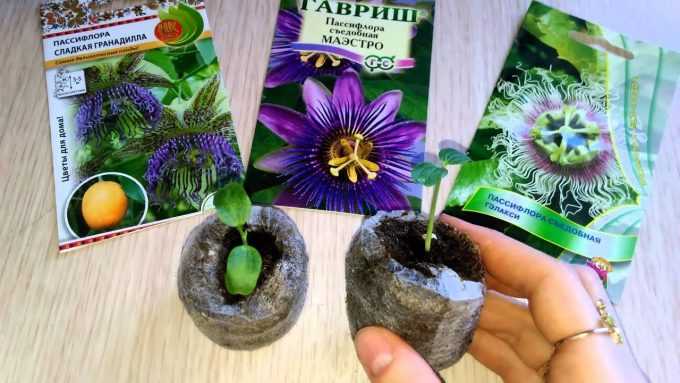 Пассифлора: уход, выращивание, размножение, декоративно-цветущие