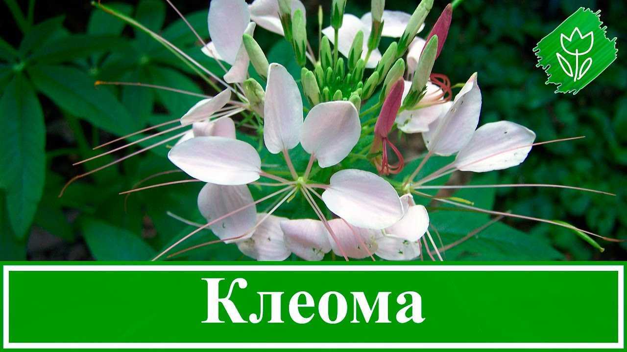 Цветы клеома и их выращивание из семян (с фото)