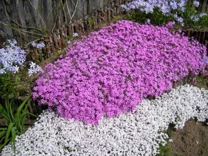 Флоксы - 106 фото роскошного кустарника и его использования в саду