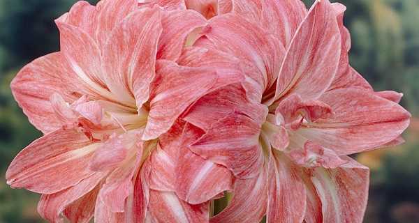 Амариллис цветок — декоративные разновидности