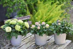 Многолетние кустовые розы для сада, фото и название