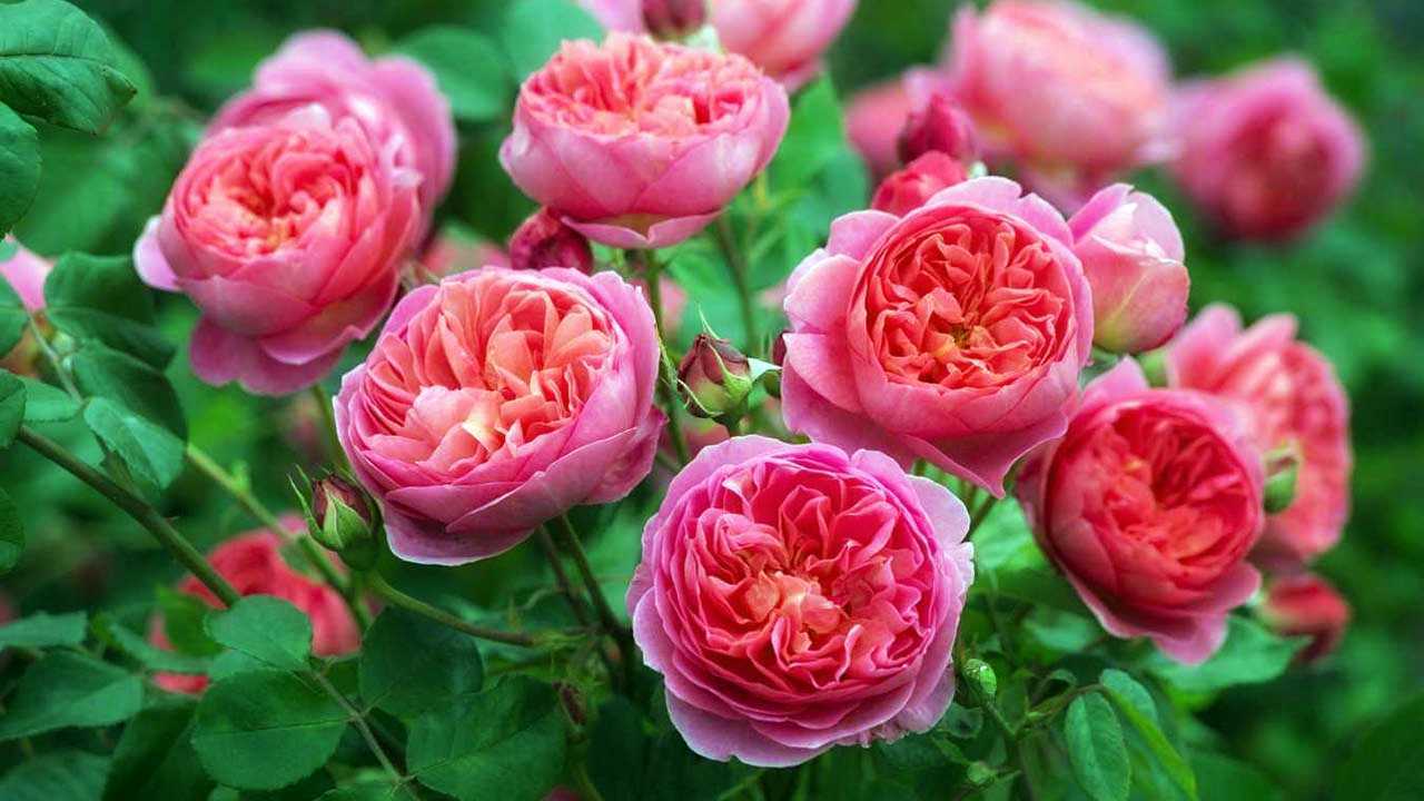 Плетистая роза цезарь: описание сорта, фото, отзывы садоводов о выращивании