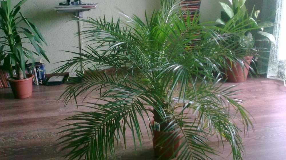 Комнатные пальмы: разновидности и правила ухода
