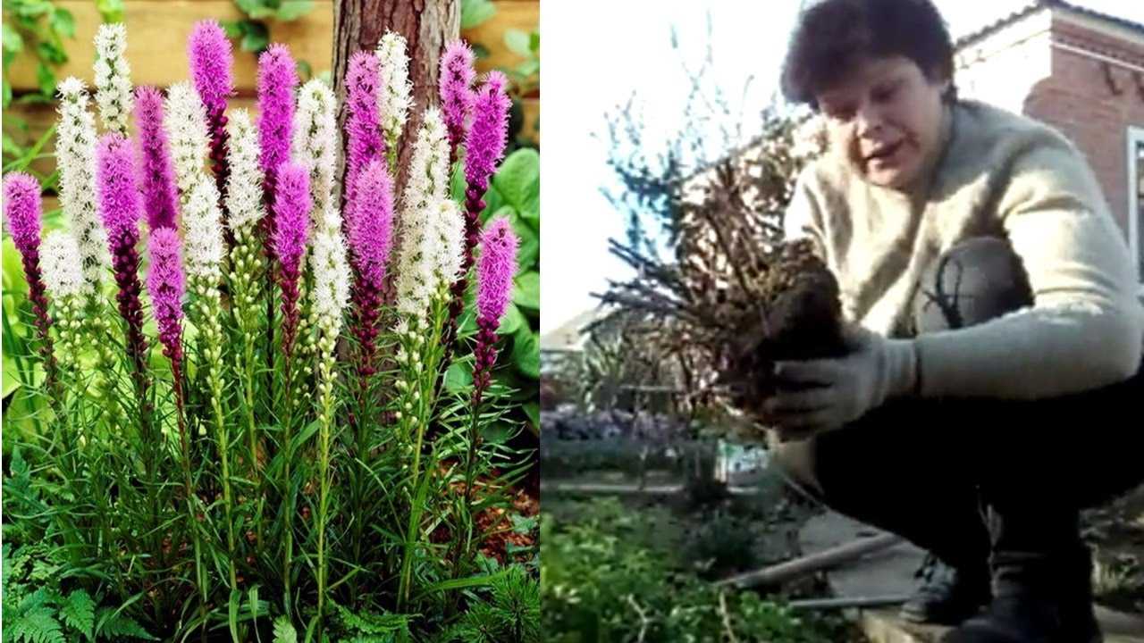 Лиатрис – многолетнее садовое растение с оригинальными соцветиями в виде гигантских свечей С посадкой и уходом за лиатрисом в открытом грунте справится даже