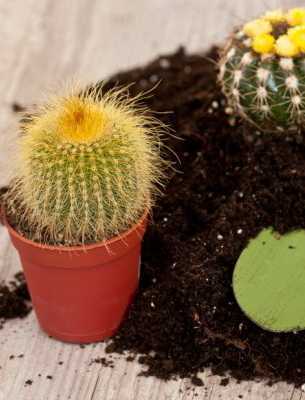 Как правильно пересадить кактус в другой горшок в домашних условиях и не уколоться?