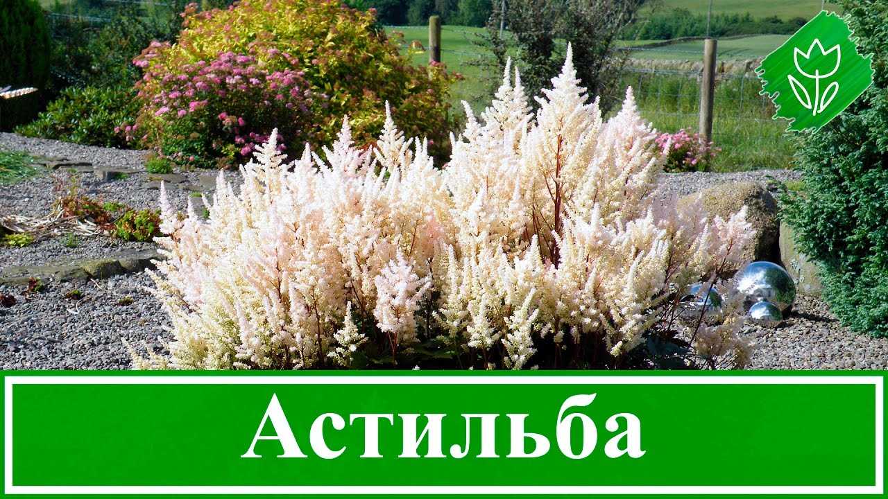 Астильба: описание выращивания из семян