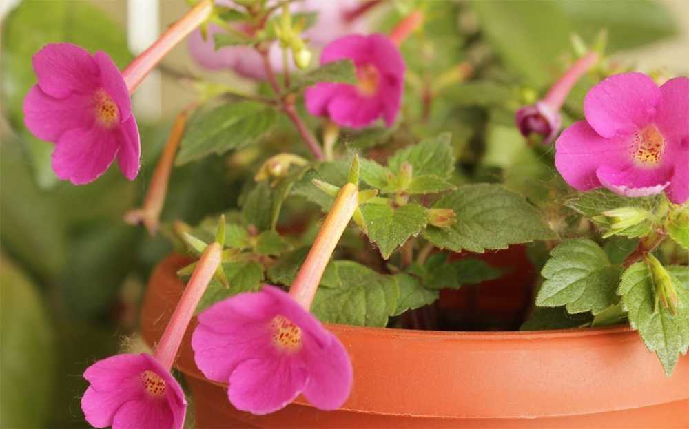 Уход за ахименесом: размножение цветка в домашних условиях, не цветет что делать
