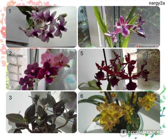 Орхидея онцидиум – танцующая куколка в пышной юбке