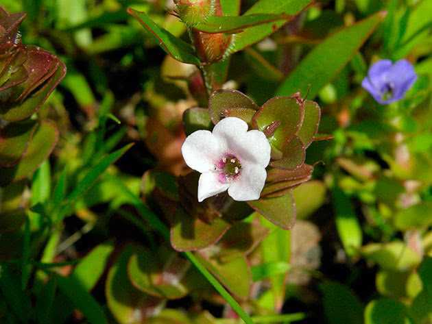 Цветок бакопа ампельная: фото растения, выращивание из семян и уход