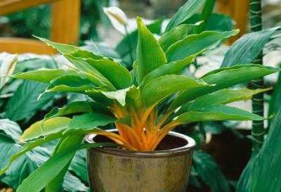 Выращивание цветка хлорофитума: как посадить, ухаживать, удобрять, размножать
