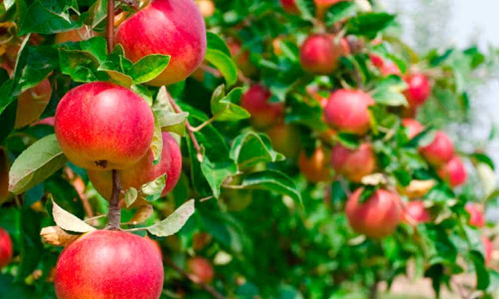 Карликовые яблони: сорта, фото, отзывы