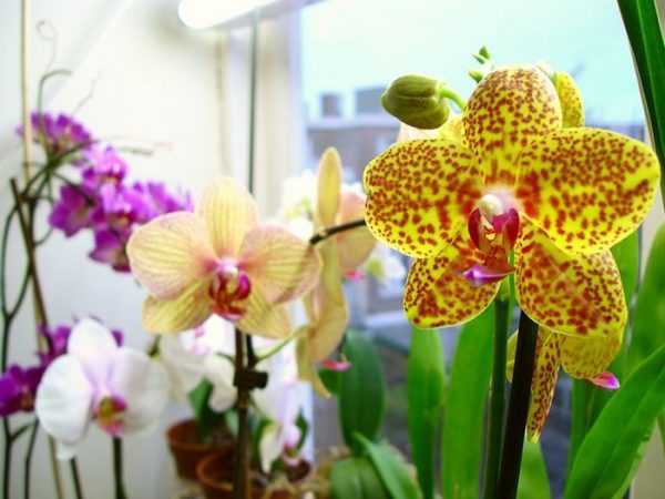 Пошаговая пересадка орхидеи в домашних условиях: правила и особенности пересадки