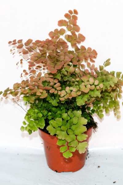 Адиантум: уход в домашних условиях, фото декоративного растения
