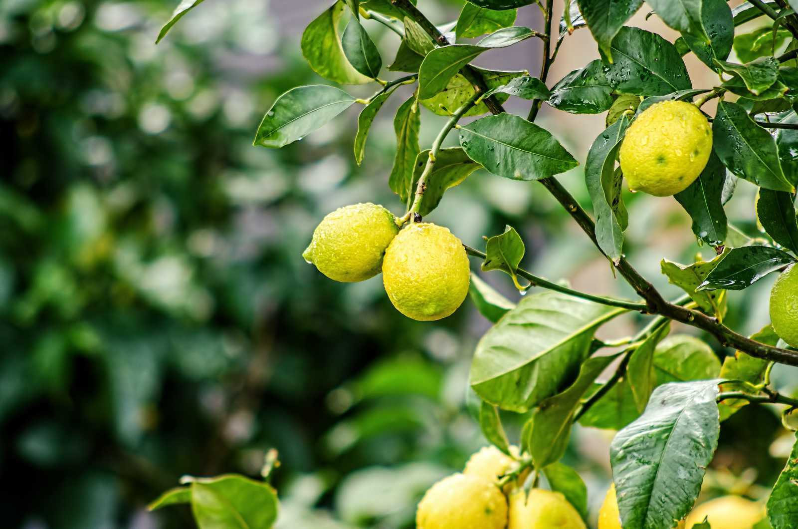 Чем подкормить лимон в домашних условиях: виды удобрений, рекомендации