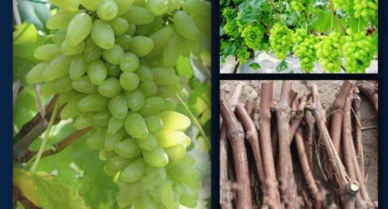Как выращивать виноград в средней полосе россии из черенков