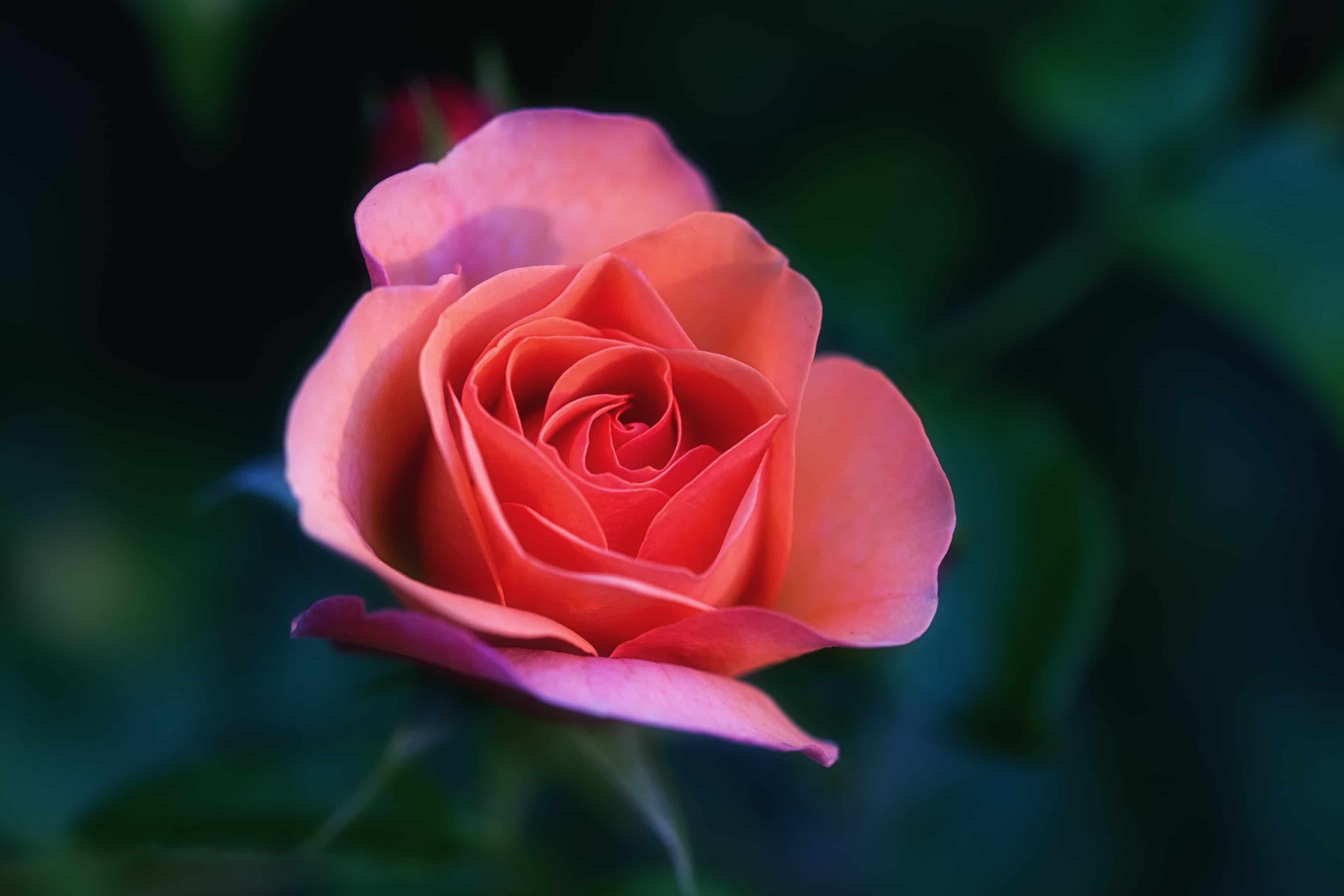 Роза «мидсаммер»: описание сорта, фото и отзывы