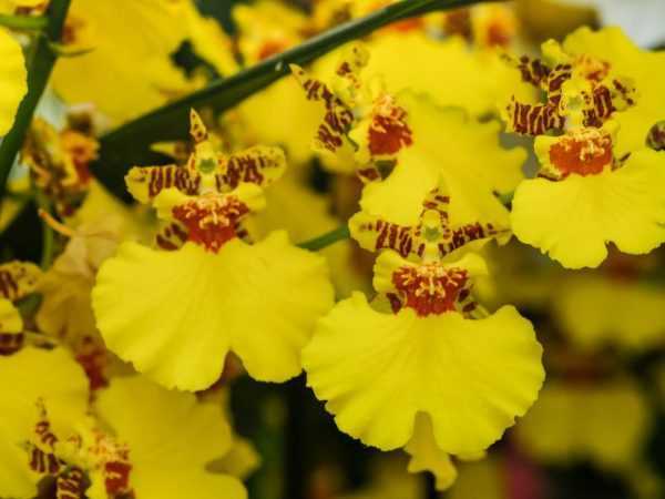 Онцидиум — неприхотливая разновидность орхидеи