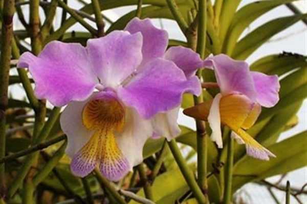 Орхидея ванда: уход в домашних условиях с фото и видео, посадка и уход, выращивание в стеклянной колбе, размножение семенами, а также реанимация
