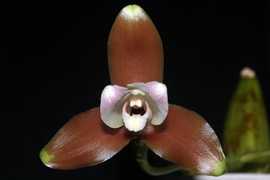 Ликаста: виды орхидеи, фото, уход в домашних условиях