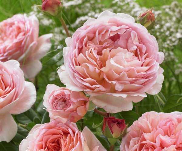 Прекрасная роза абрахам дерби в вашем саду
