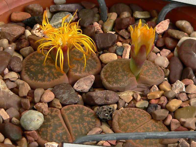 Выращиваем «живые камни»: подходящий грунт и правила посадки для литопсов