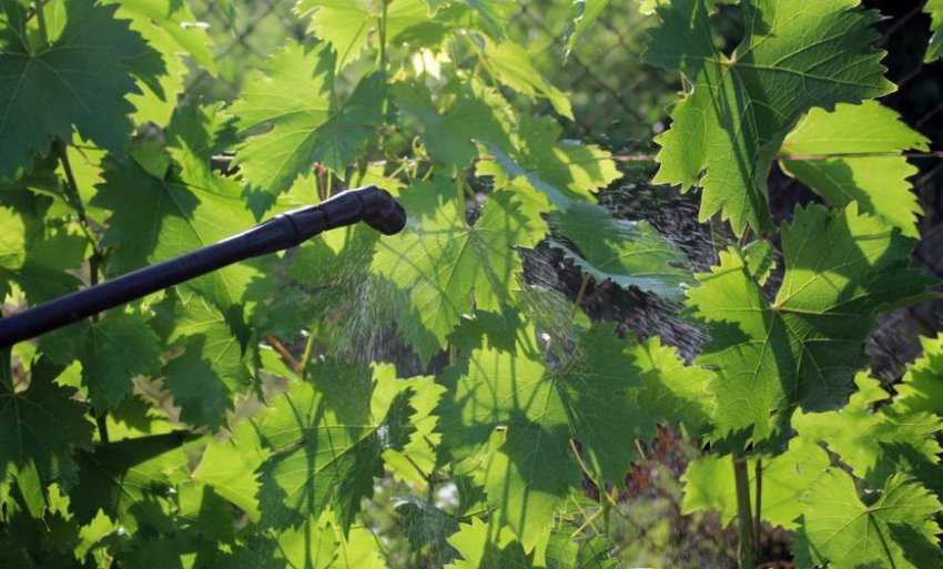 Как определить и как вылечить виноград от мучнистой росы или оидиума