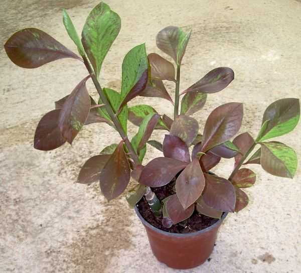 Синадениум гранта - африканское растение