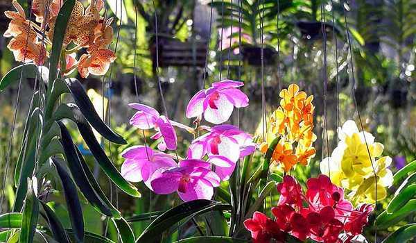 Венерин башмачок или орхидея ванда: фото, особенности выращивания экзотической красавицы с большими яркими цветами