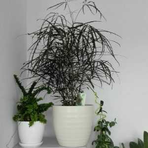 Дизиготека (dizigotheca): уход за комнатным растением