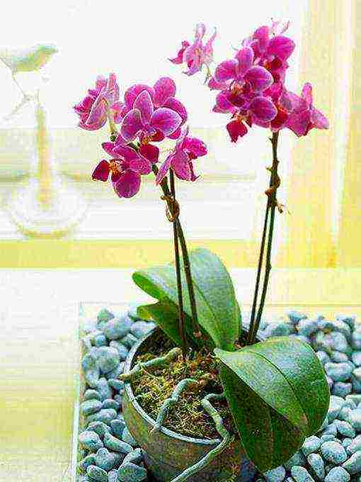 5 главных вопросов и ответов по уходу за орхидеями в комнатных условиях. фото — ботаничка.ru