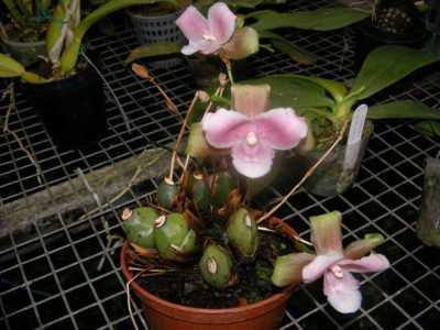 Лудизия - драгоценная орхидея и ликаста