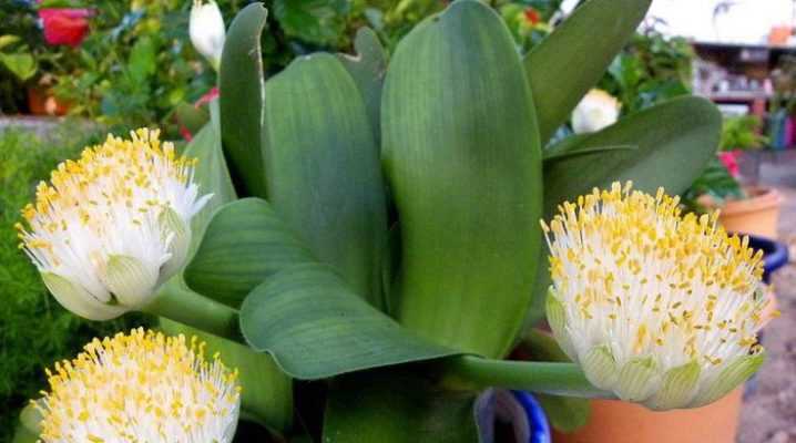 Однодольное растение гемантус (Haemanthus) является представителем семейства Амариллисовые В природных условиях его можно повстречать на территории Южной Америки