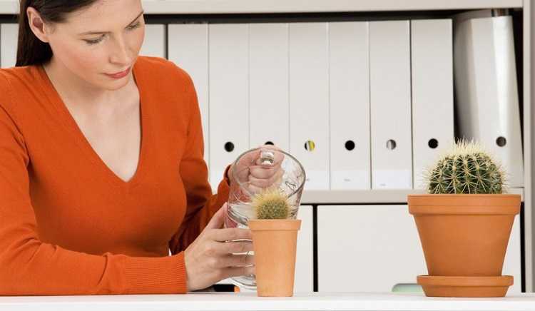 Как часто поливать кактусы в домашних условиях