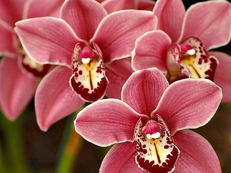 Орхидея онцидиум: уход в домашних условиях, болезни и вредители. советы для начинающих цветоводов.