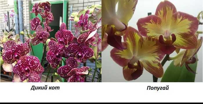 Самые редкие орхидеи мира - my orchids