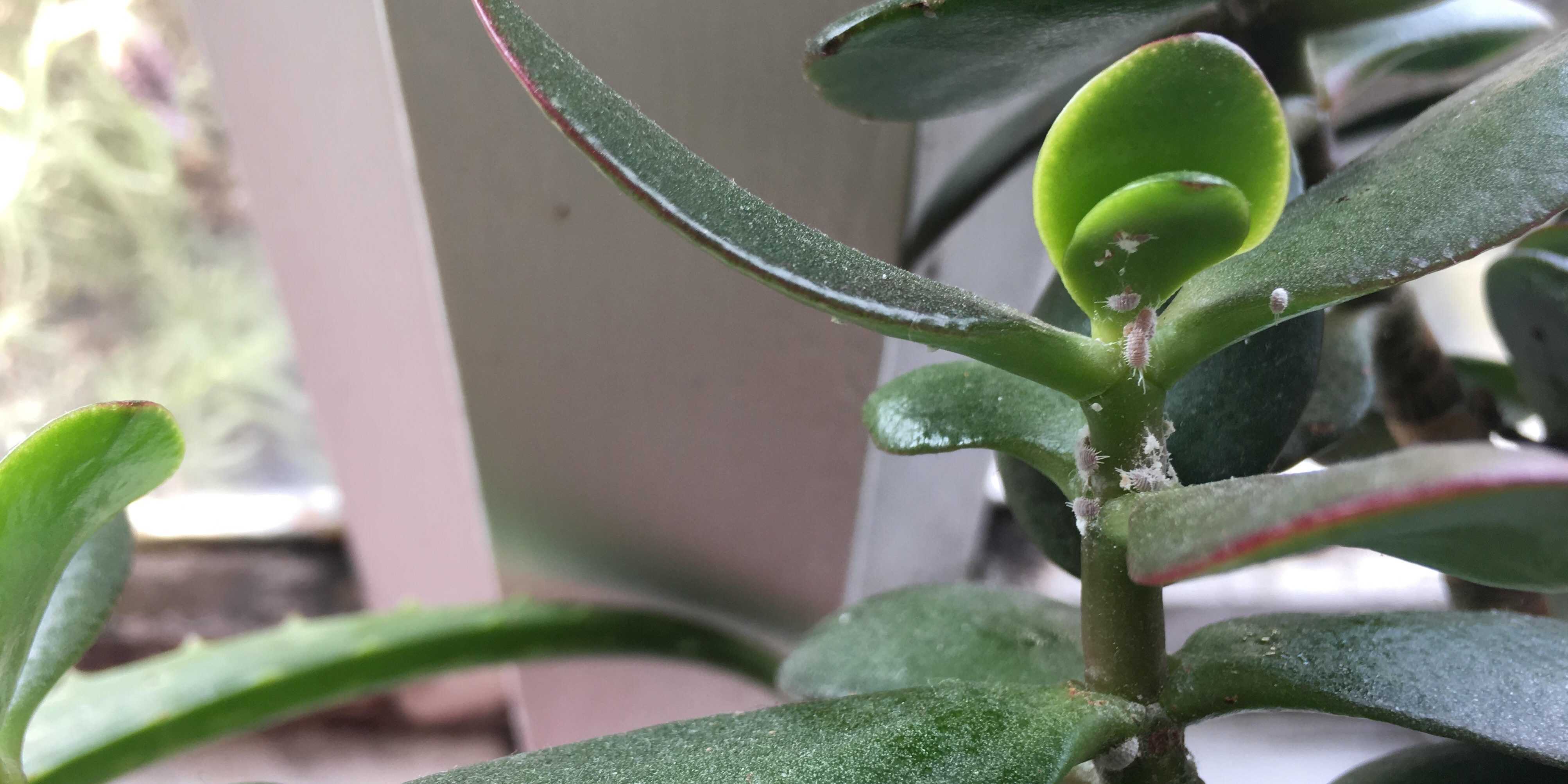 Как бороться с мучнистым червецом на комнатных растениях: лучшие методы избавления