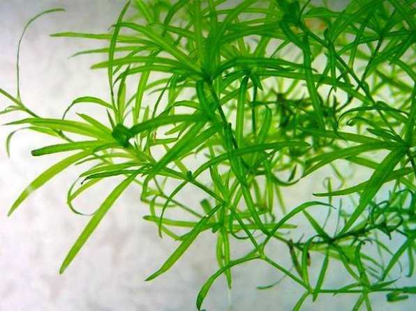 Аквариумное растение элодея и её условия содержания