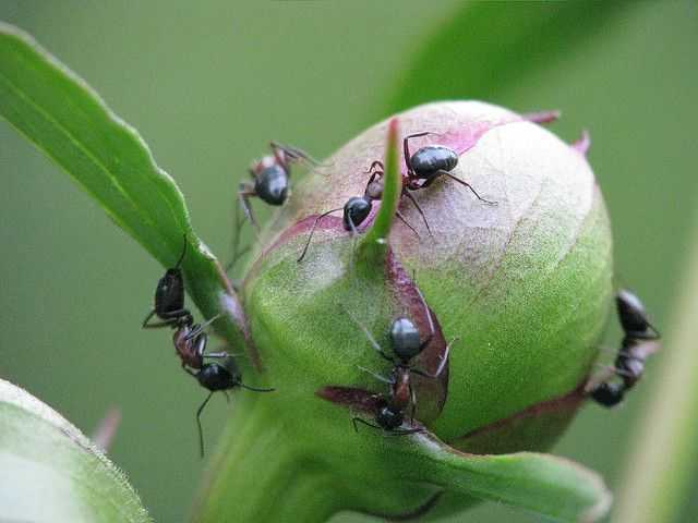 Как избавиться от муравьев на пионах: методы и средства
