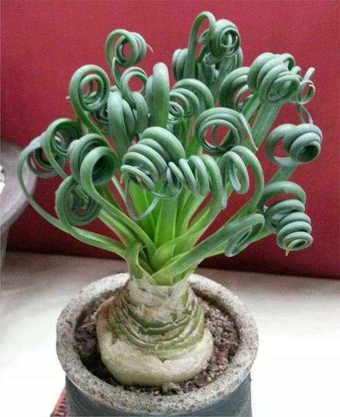 Уход за альбукой спиральной в домашних условиях: цветок albuca spiralis из семян
